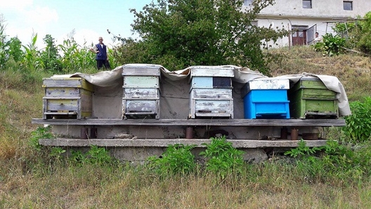 Петте кошера с пчели, от които Реджеп Куцов добива мед