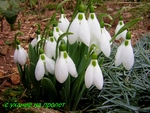 Кокиче, Снежно кокиче, Снежниче (Galanthus nivalis)