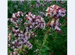 Риган (Origanum vulgare L.)